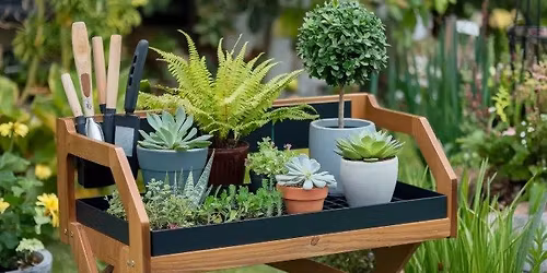Workshop: Patio Pot Displays 
