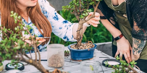 Bonsai Workshop at Stadium Brew Co.