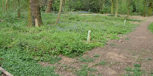 South Notts Out & About: Sharphill Wood Dawn Chorus