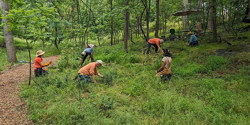 Stewardship Workday: Tree of Heaven Removal at the Confluence!