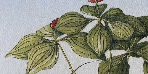 Botanical Illustration with Nancy Lizette Berlin