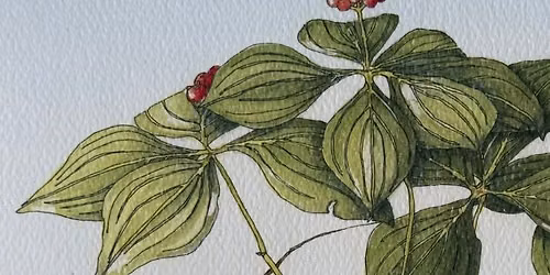 Botanical Illustration with Nancy Lizette Berlin