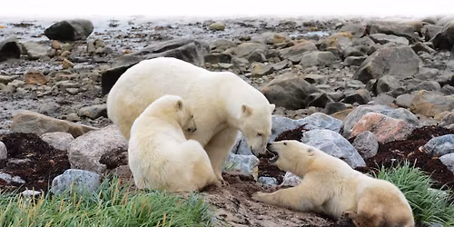 \u767e\u592b\u9577 \u8aaa\u6545\u4e8b\u7684\u65c5\u884c\u793e\uff5c\u63a2\u7d22\u52a0\u62ff\u5927\u6975\u5883\u8352\u91ce\u5b64\u5cf6 \u6975\u5149.\u5317\u6975\u718a