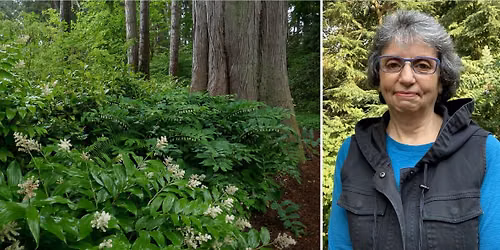 Field Class: Gardening Under Mature Trees with Christina Pfeiffer