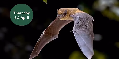 Ouse Burn Way: Bat Walk