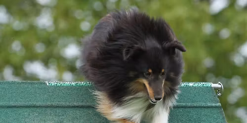 Sommer agilityst\u00e6vne i DcH Guldborgsund