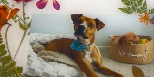 Resin Pet Portraits