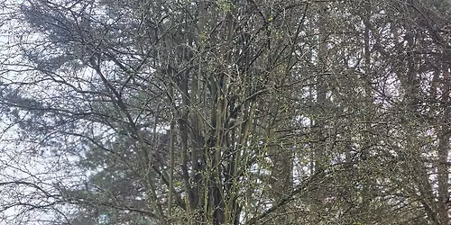 Conservation Cow Guided Walk - Cannock Chase