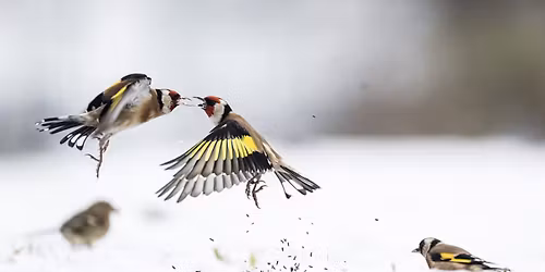 Er zit muziek in de natuur (Lauden meets SNEL)