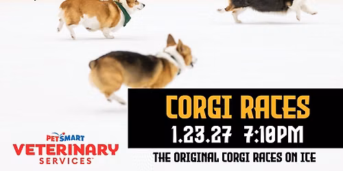 Corgi Races