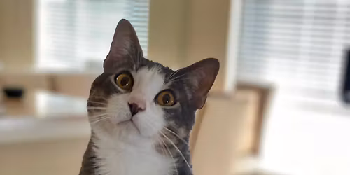 PetSmart Adoption Event