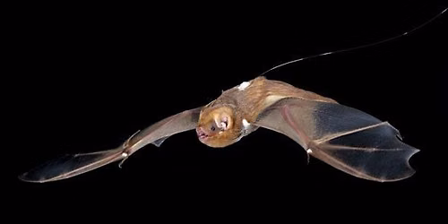 SCDNR Bat Program at Riverfront Park