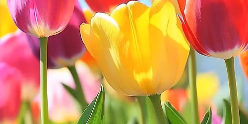 Mother's Day Flowers Playdate!