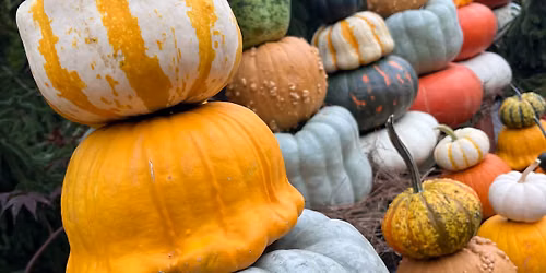 The Pumpkin Walk
