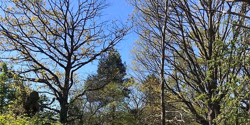 Circle of Trees Environmental Arts Therapy Group