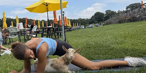 Mini-Goat Pilates October Days at Aquila\u2019s Nest in Newtown, CT