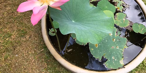 Energize Your New Year with Yoga!