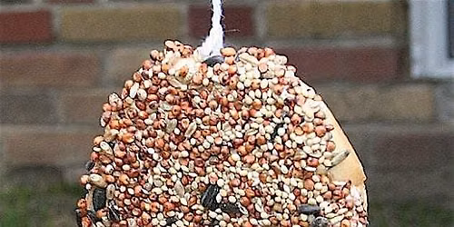 Tweet Treats: Build a Bird Feeder