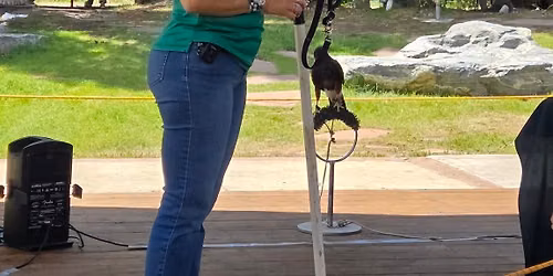 Pop-Up in the Park: Birds of Prey