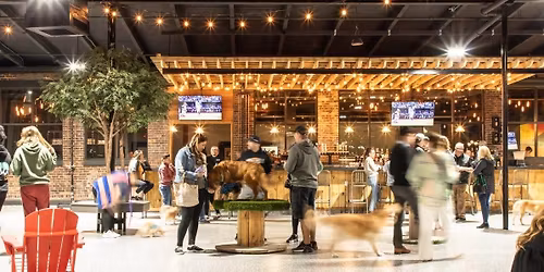 Hound Meetup at Park-9 Dog Bar