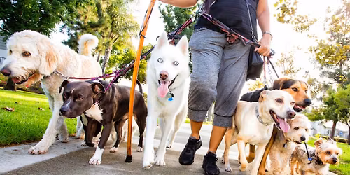 Weekly Sunday dog walk