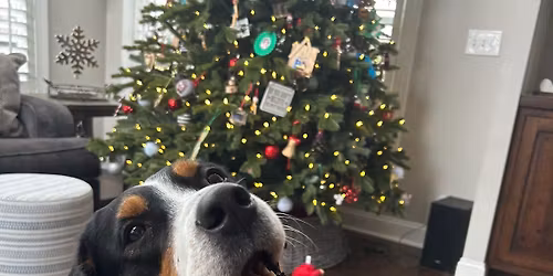 Pet Photos With Santa!