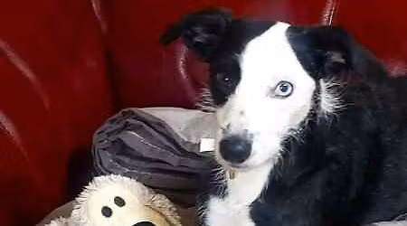 The Kings Head Beer Festival, Jessdog Premium Natural Treats