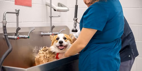 Spring Community Dog Wash