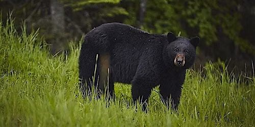 Introduction to Bear Hunting and Trapping in Maine - Augusta