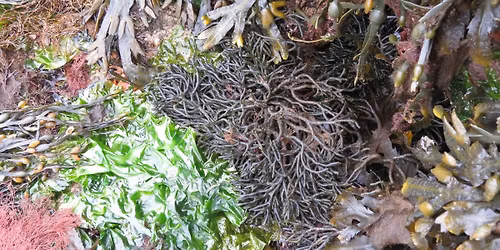 Seaweed Pressing at Kimmeridge