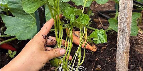 Plant Timing, Spacing, and Companions Workshop