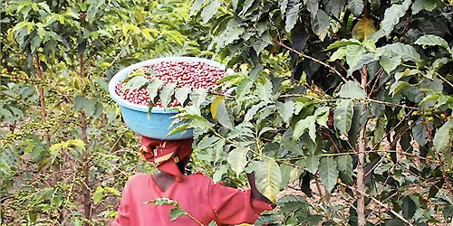 LA - ORIGINS: NEW LOCATION (as of Sept 2025)