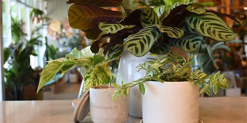 Grandeur Le Luxe X PlantHouse Candle Making