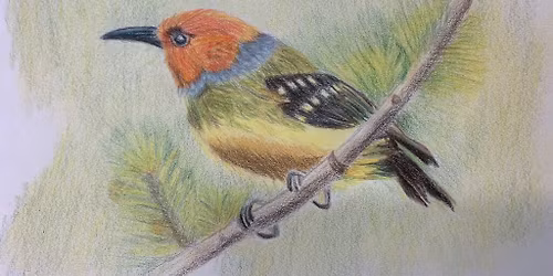 The Basics of Drawing Birds