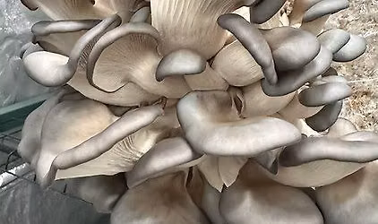 Mushroom Talk, Tasting & Growing Workshop