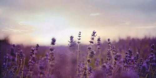 Summer Solstice Sound Bath at Willowfield Lavender Farm