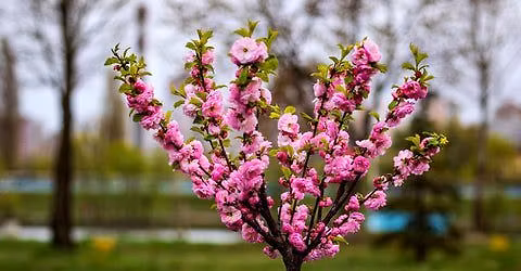 Memorial Gathering for Nancy Slaght and Mary Hamilton