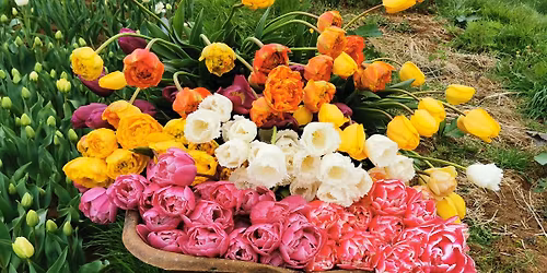 It's all about Tulips - bowl arrangements