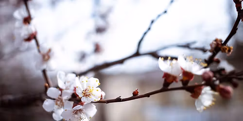 Spring Break!, 5+ YRS (Medford Library)