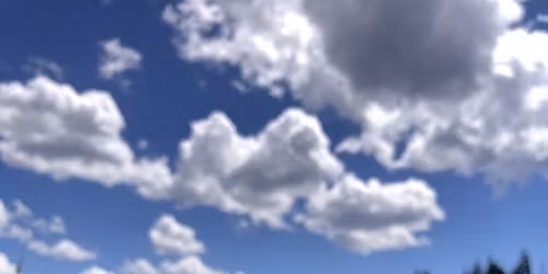 Willow and Qi: movement in the meadow