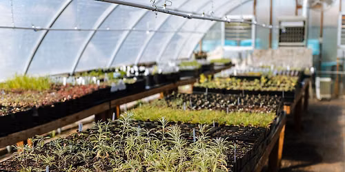 Native Plant Sale
