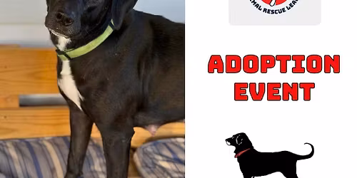 Adoption Event @ The Black Dog (2 Locations: Newport Wharf & Newport Thames)
