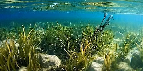Seagrass monitoring at South Stradbroke - BOAT