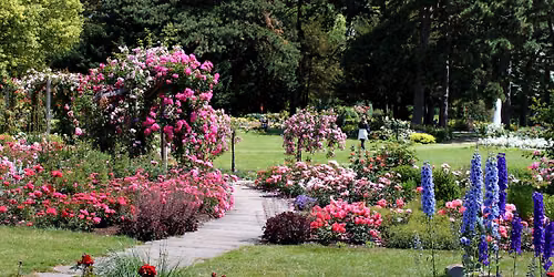 Im Reich der K\u00f6nigin \u2013 F\u00fchrung durch das Deutsche Rosarium \u2013 Am Tag der roten Rosen!