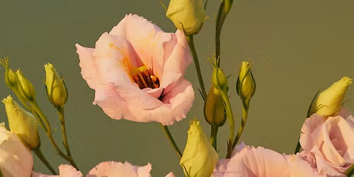 Bloom Together: Flower Workshop  | Bloom After Dark Series