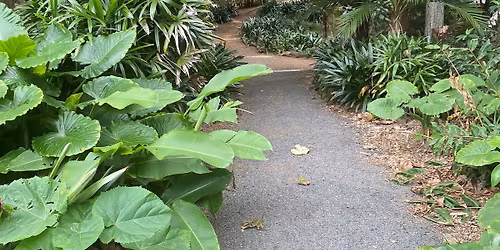 Guided Walking Meditation