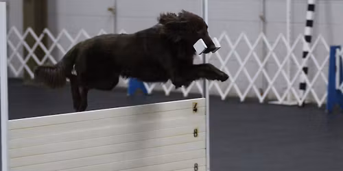 AKC November Obedience Trial