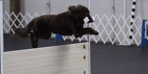 AKC November Obedience Trial