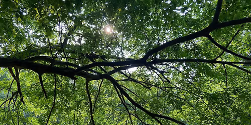 Arbor Day Walk - FREE! #Westport250