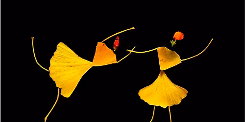 Holiday Potluck & Dance with Plants! 